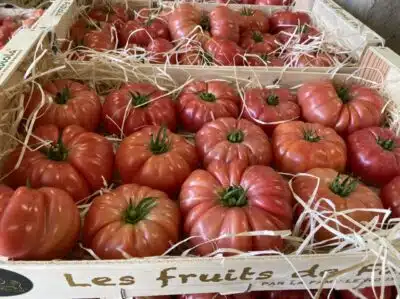 Tomate cotelée rose France bio