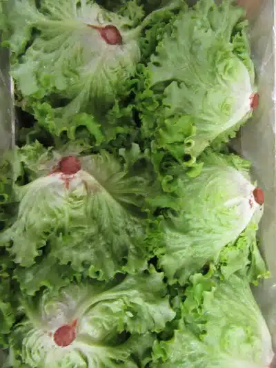 Salade batavia France bio