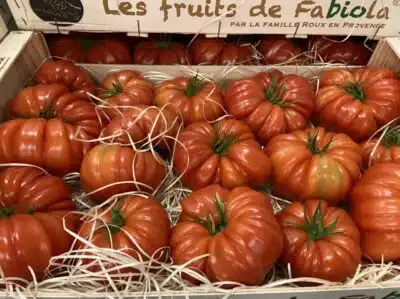 Tomate cotelée rouge France bio