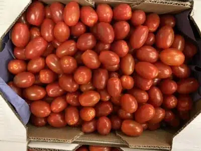 Tomate cerise rouge allongée France bio