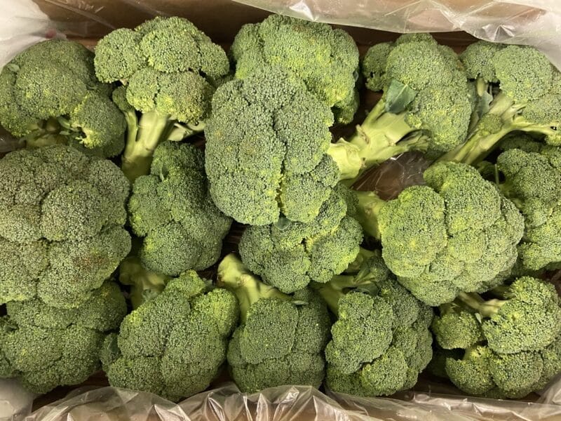 Brocoli France bio