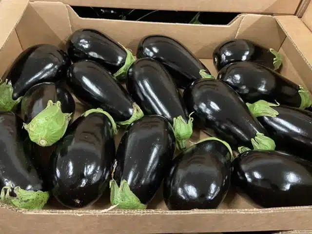 Aubergine France bio