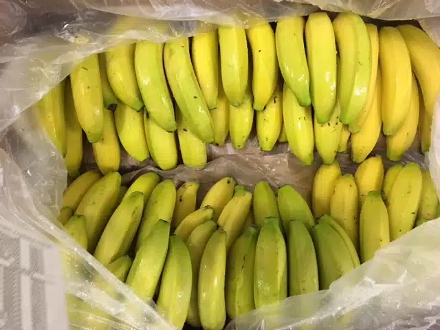 Banane République Dominicaine bio