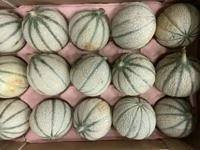 Melon France bio