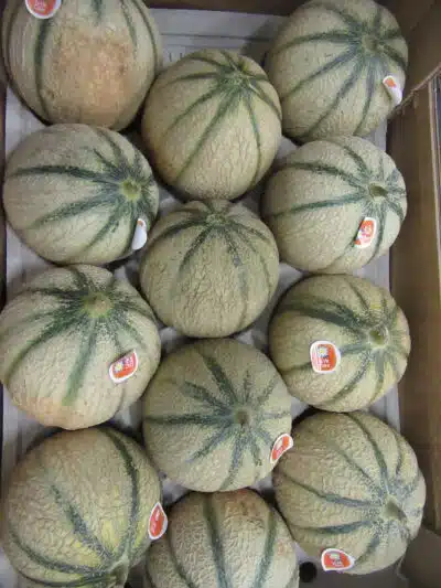 Melon France bio