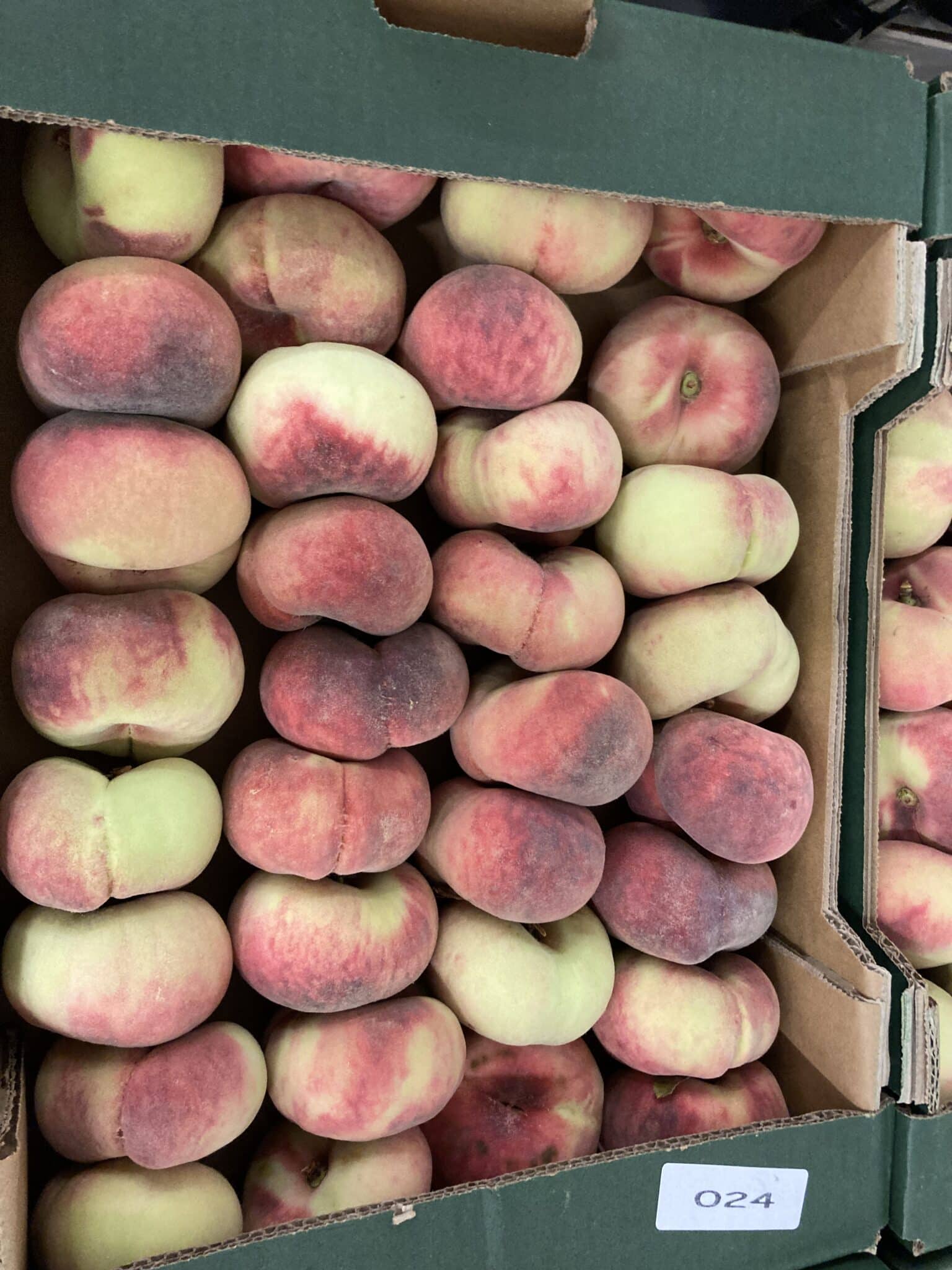 Pêche plate Espagne bio