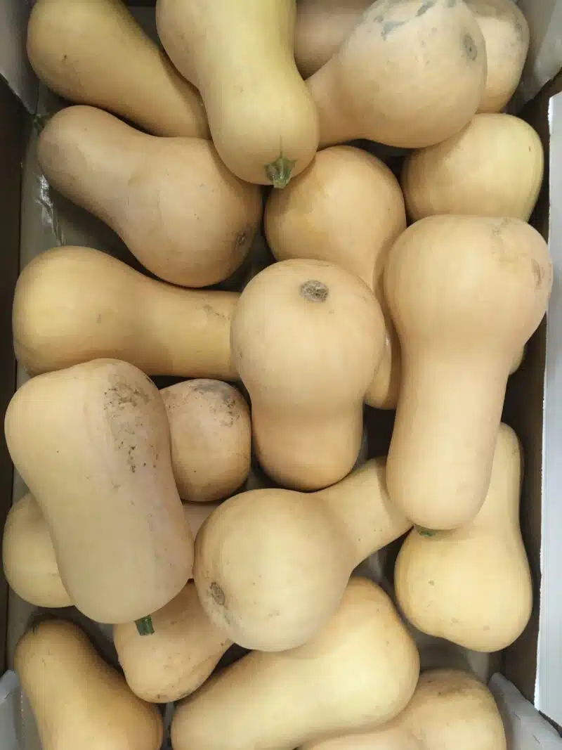 Courge butternut bio