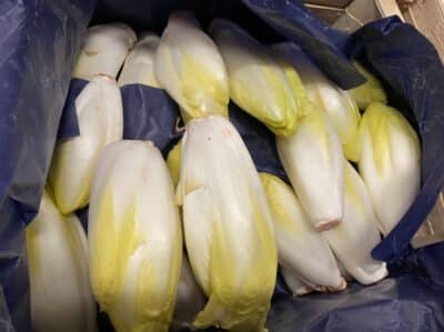 Endive bio