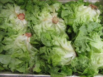 Salade feuille de chêne France bio