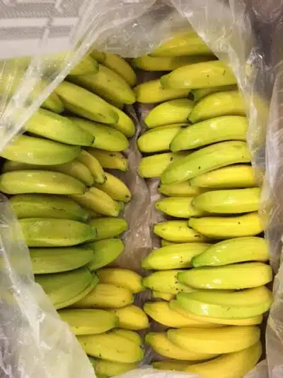 Banane République Dominicaine bio