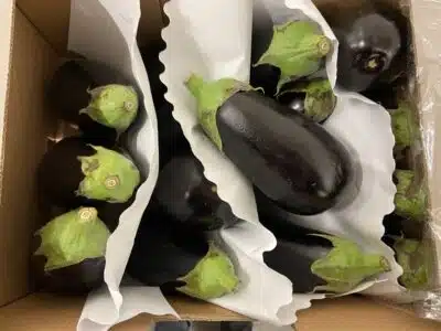 Aubergine Espagne bio