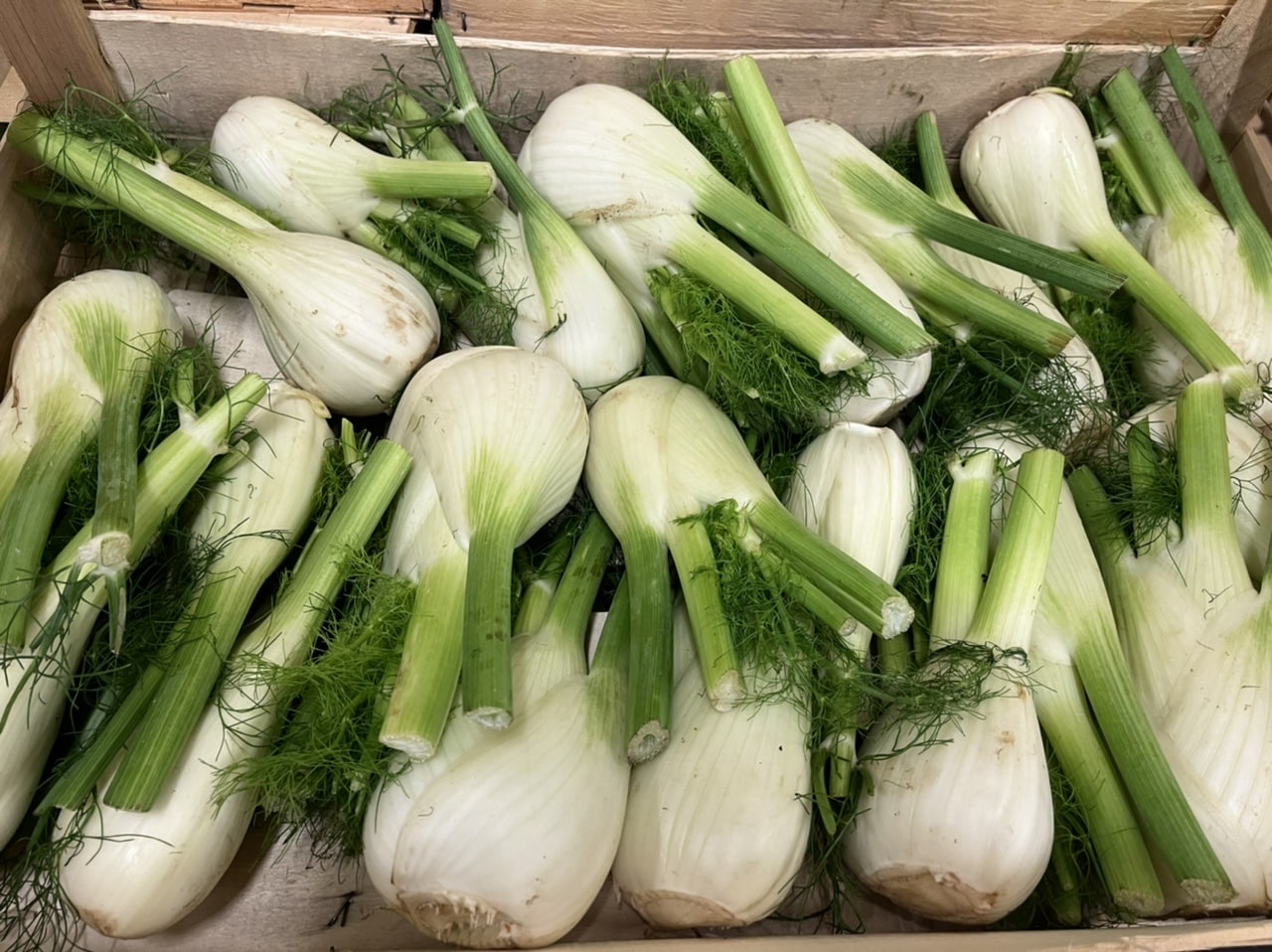 Fenouil France Lot et Garonne bio