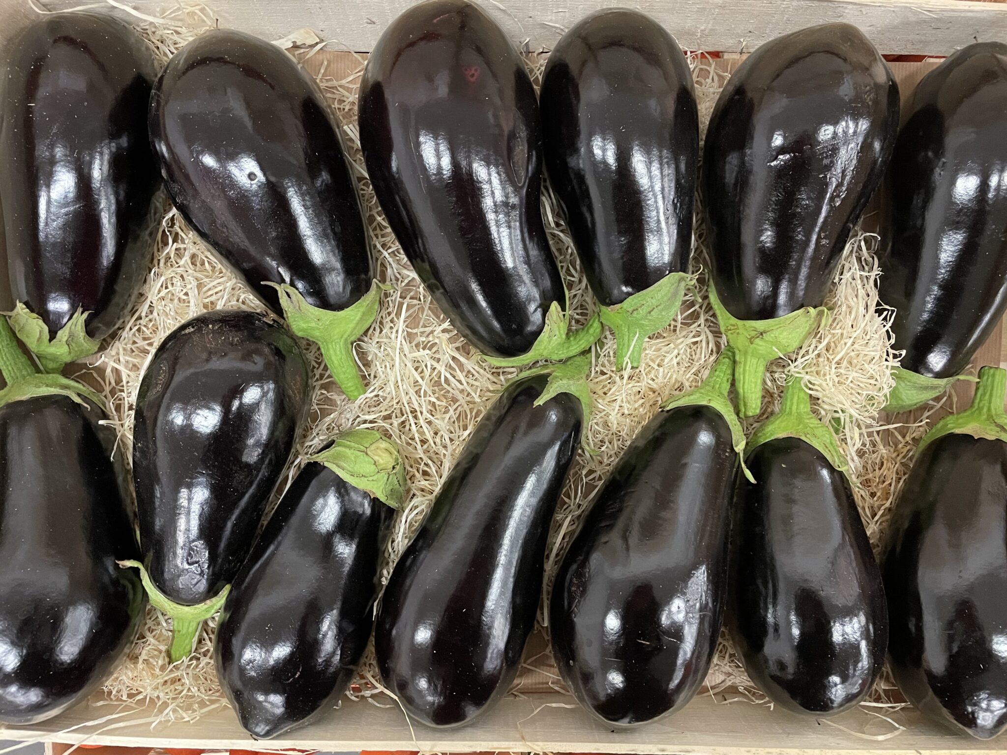 Aubergine France bio