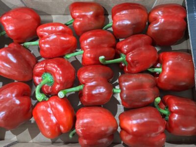 Poivron rouge Espagne bio