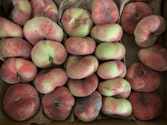 Pêche plate Espagne bio