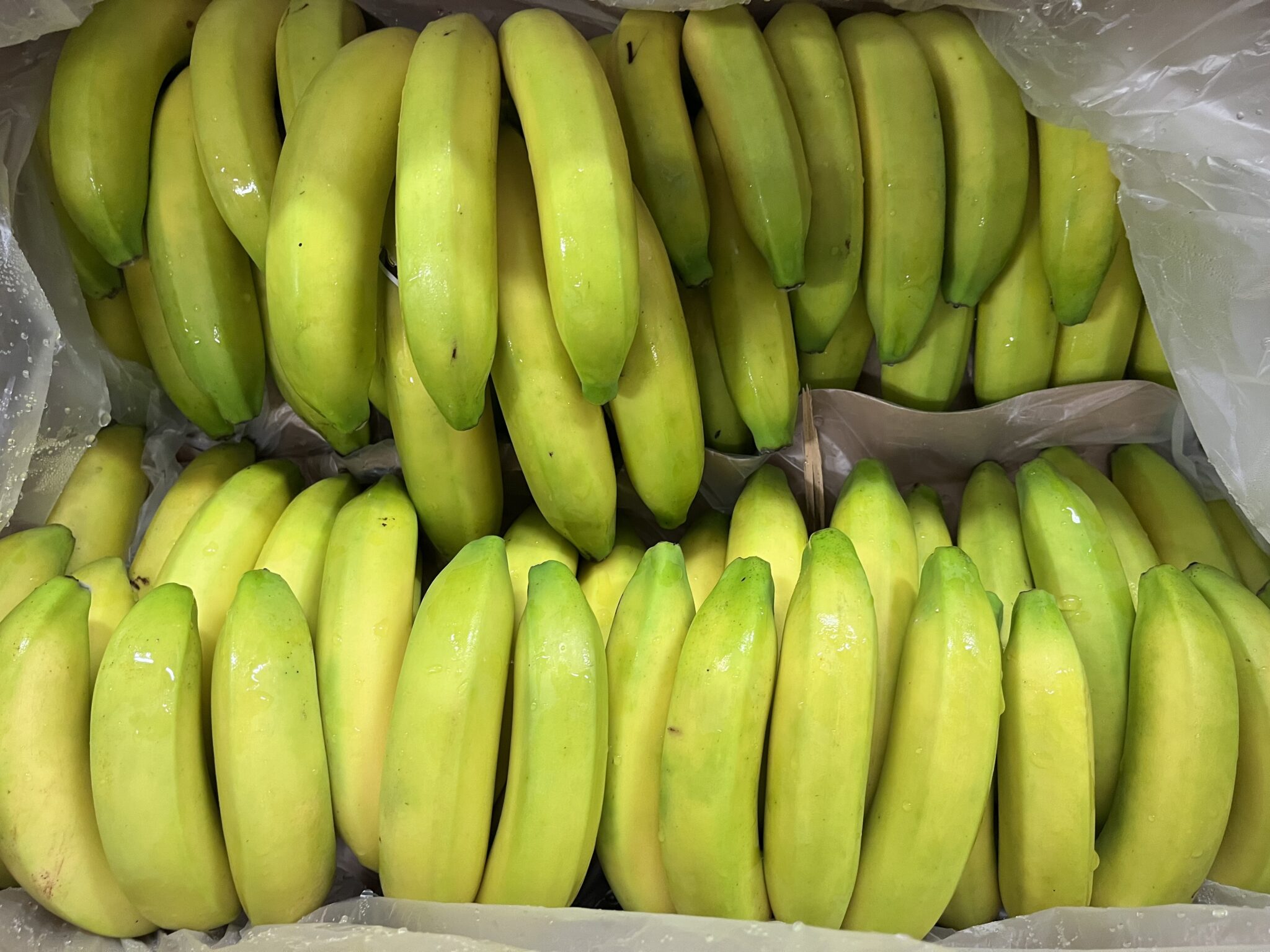 Banane République Dominicaine bio