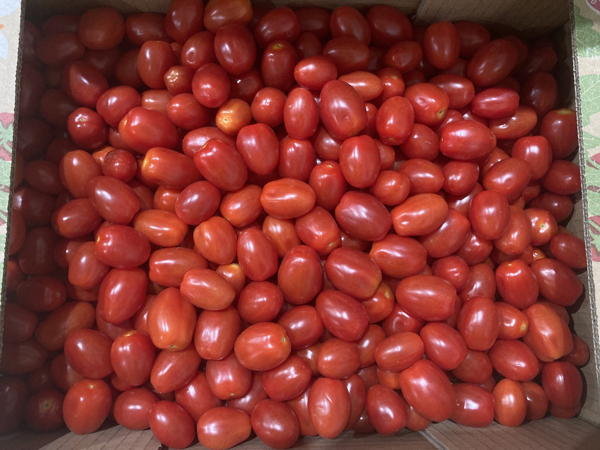 Tomate cerise rouge allongée France bio