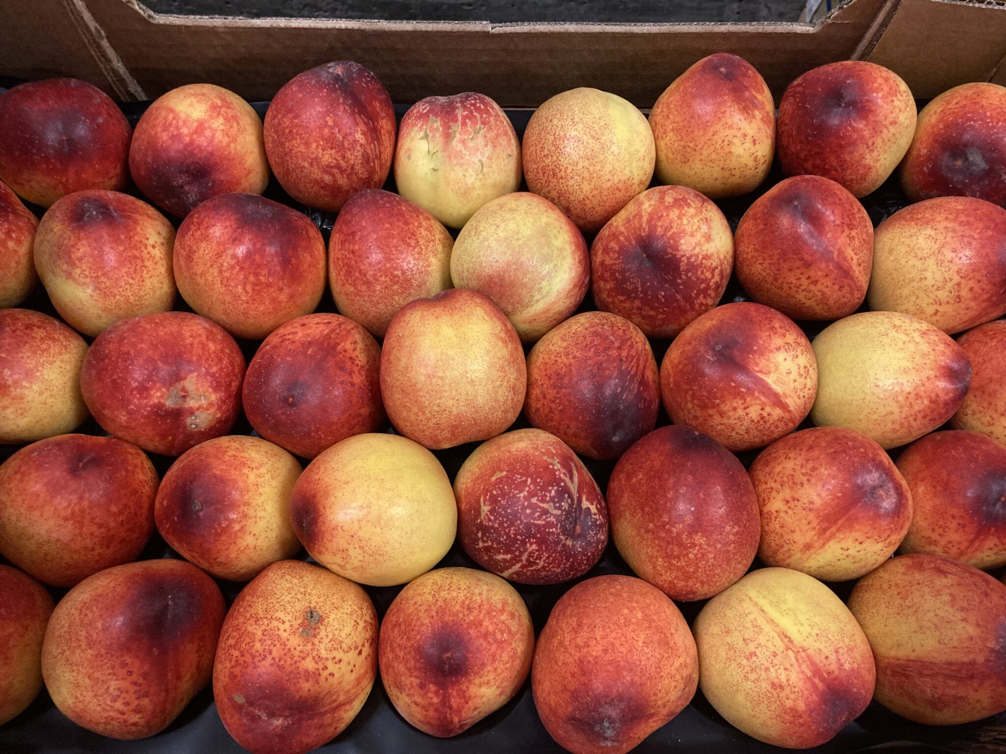 Nectarine jaune Espagne bio