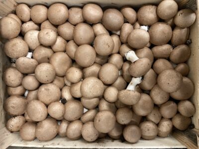 Champignon brun bio France