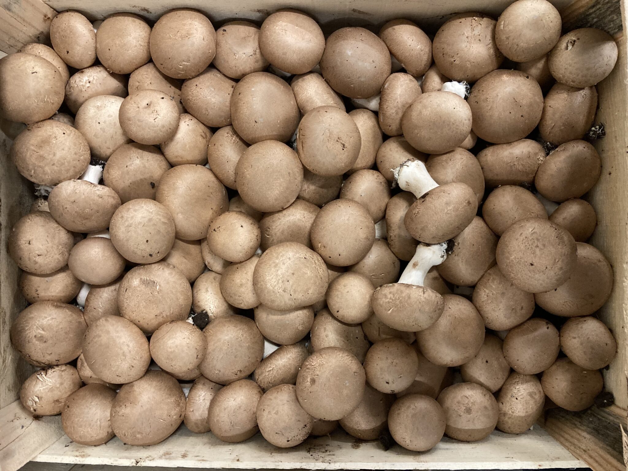 Champignon brun bio France
