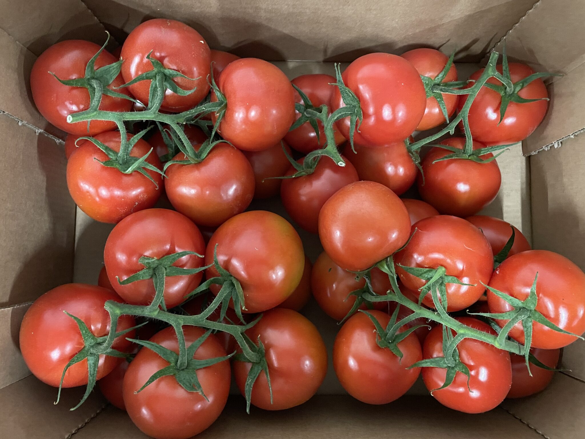 Tomate grappe France bio