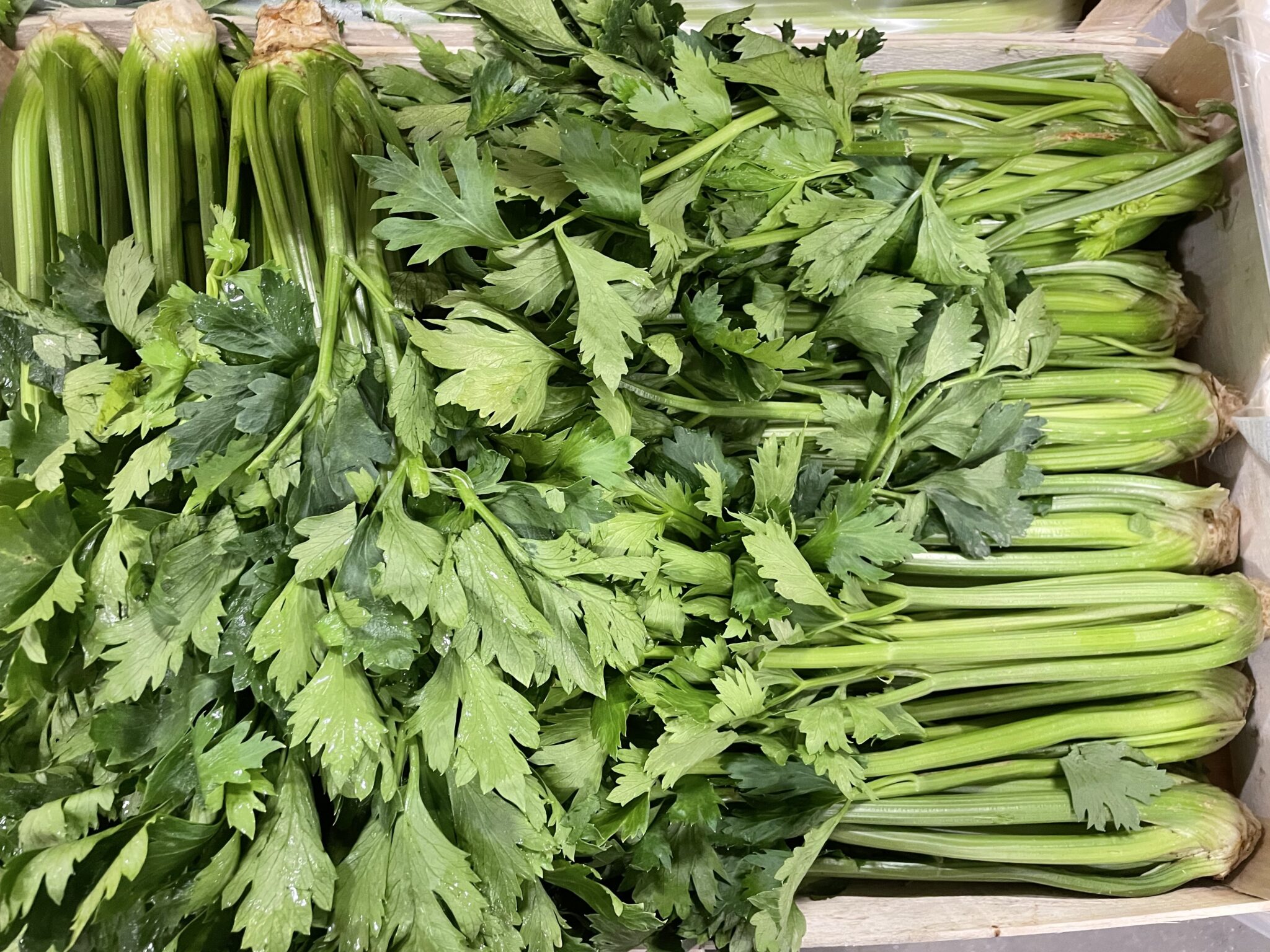 Céleri branche France bio