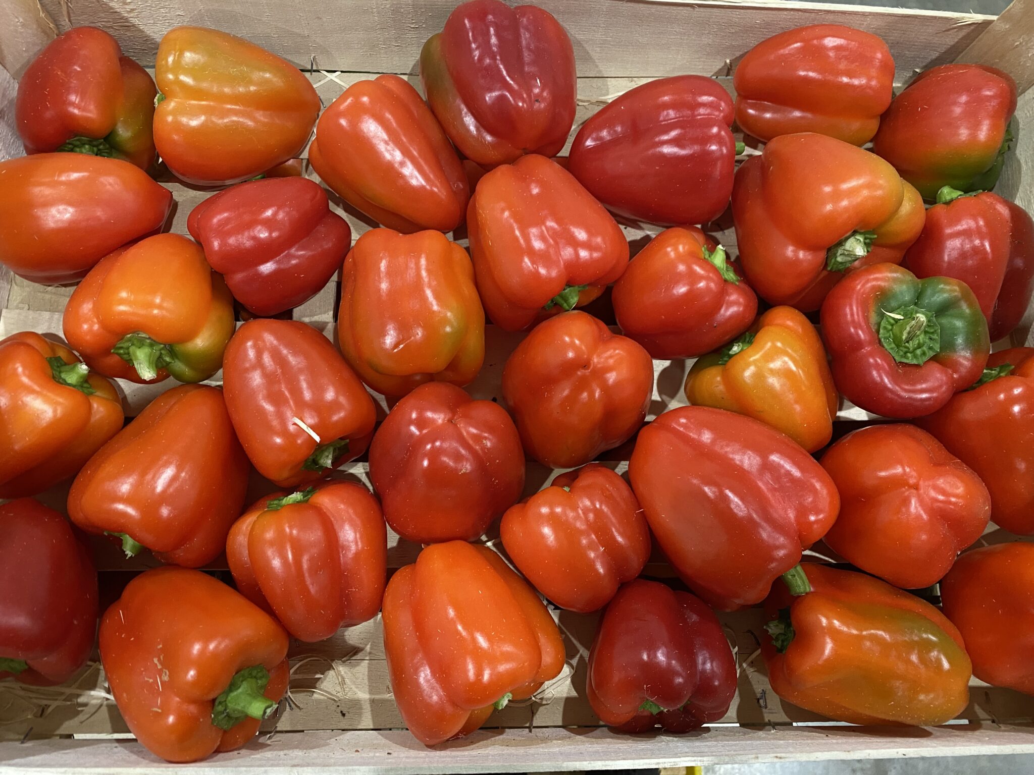 Poivron rouge France bio