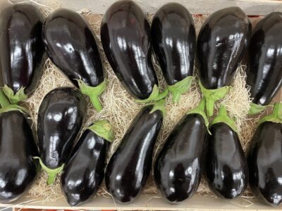 Aubergine France bio
