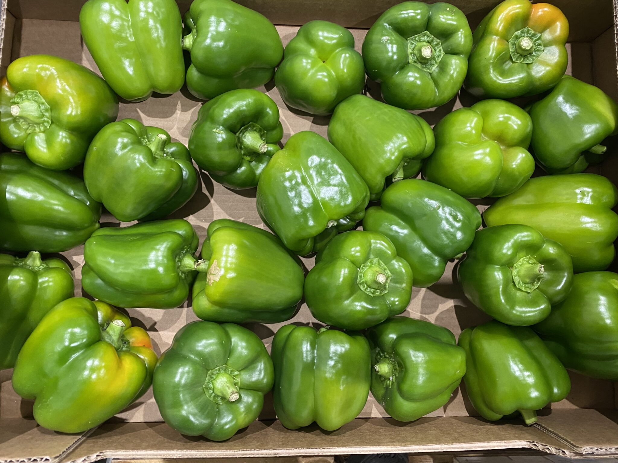 Poivron vert France bio