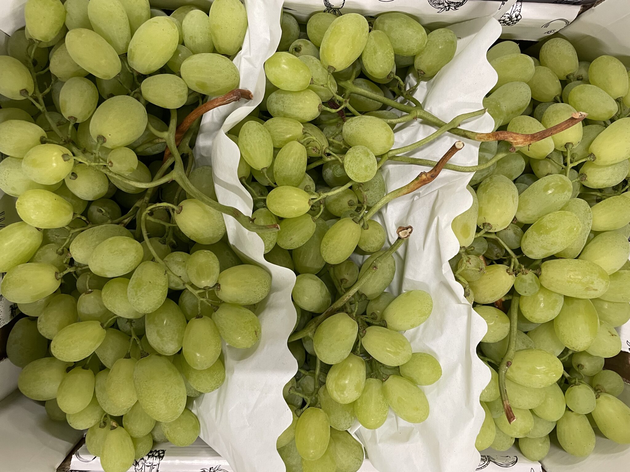 Raisin blanc Italie bio